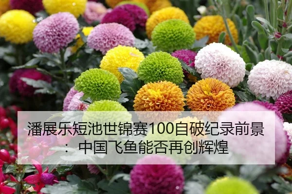 潘展乐短池世锦赛100自破纪录前景：中国飞鱼能否再创辉煌