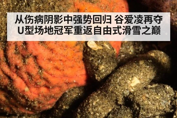 从伤病阴影中强势回归 谷爱凌再夺U型场地冠军重返自由式滑雪之巅